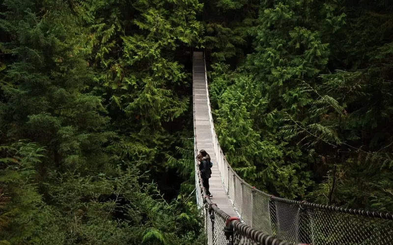 A rope bridge crossing a forest gorge